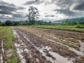 Fields after legumes are tilled into the soil