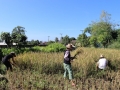 Harvesting rice 1