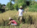 Harvesting rice 2