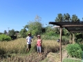 Harvesting rice 3