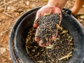 Legume seeds for soil improvement