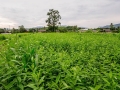 Legumes ready to be composted 2