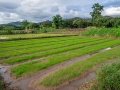 Rice seedlings at two weeks old