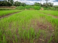 Rice seedlings