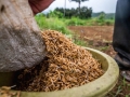 Rice seeds germinate after being soaked in running water for a day and placed in bags for two nights