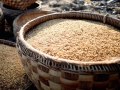 Rice seeds ready to be soaked and germinated