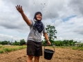 Sowing legume seeds 3