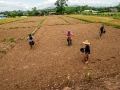 Sowing legume seeds 4