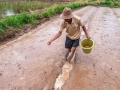 Sowing rice 4