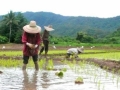 Transplanting rice