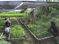 vegetable garden 1