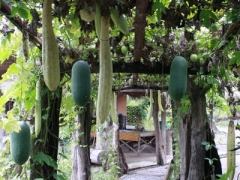 hanging gourds
