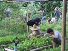 vegetable garden 2